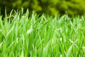 background of green grass