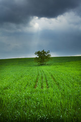 Fototapeta na wymiar lonely tree in a field against the sky