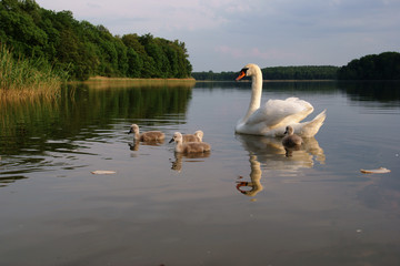 łabędzie © GKor