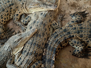 Crocodiles