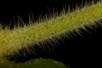 Macro Plant Stem