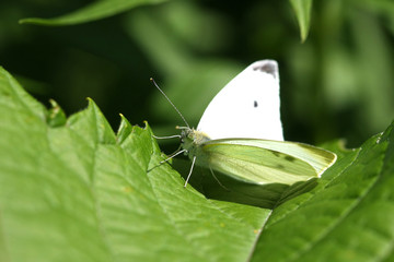 Cabbage White Butterfly - Pieris rapae Male