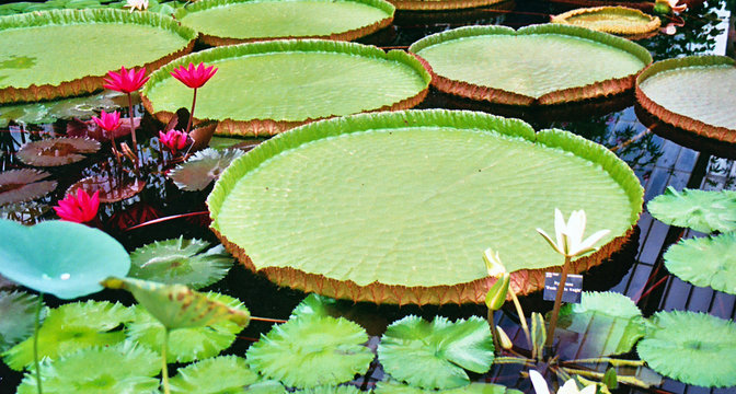 Giant waterlilies