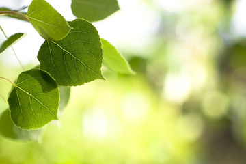Fototapeta na wymiar Aspen Leaves with Blurred Background