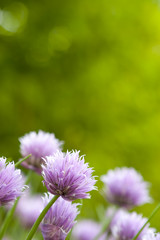 Obraz premium Chive Blossoms
