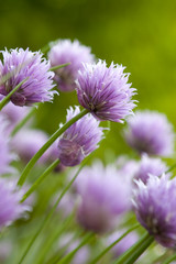 Chive Blossoms