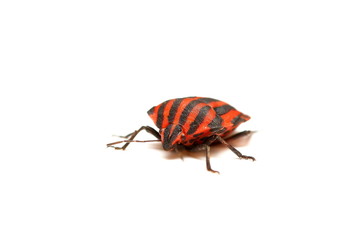 punaise rouge