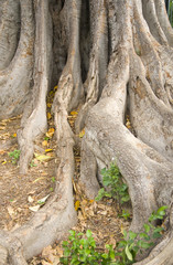 tree
