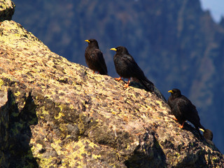 Mountain birds