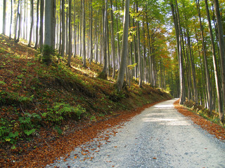 Forest and road