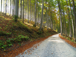Fototapeta premium Forest and road