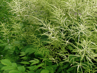 Wald-Geißbart - Goats beard - Aruncus dioicus