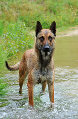 malinois dans une rivière