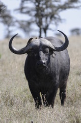 Cape Buffalo (Syncerus caffer) at Masai Mara, Kenya