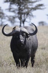 Cape Buffalo (Syncerus caffer) at Masai Mara, Kenya