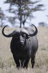 Cape Buffalo (Syncerus caffer) at Masai Mara, Kenya