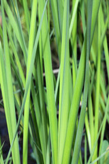 jonc massette roseau typha angustifolia plante bassin