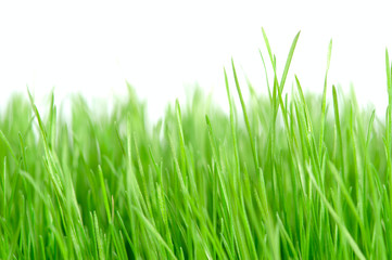 Fototapeta na wymiar Grass background