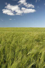 Barley field.