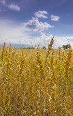 spikelets in the field