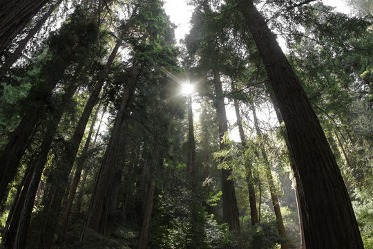 Redwood Forest © CURAphotography