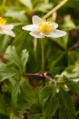 White anemone macro close up in nature