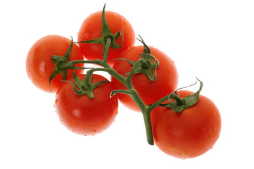 tomato on white background