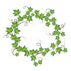 Fototapeta premium Green ivy. Vector Illustration