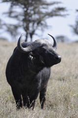Cape Buffalo (Syncerus caffer) at Masai Mara, Kenya
