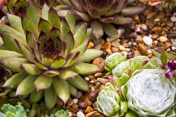 Succulent plants