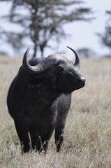 Cape Buffalo (Syncerus caffer) at Masai Mara, Kenya