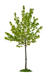 Naklejka premium Isolated young maple tree