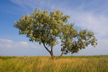 Obraz premium Alone tree in steppe
