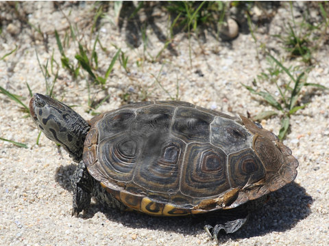 Diamondback Terrapin