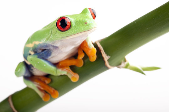 crazy bamboo frog