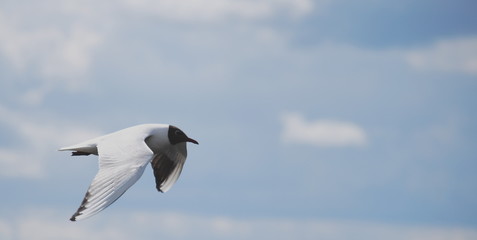 Seeschwalben (Sternidae)