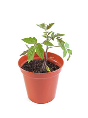 Organic tomato plant on a white background.