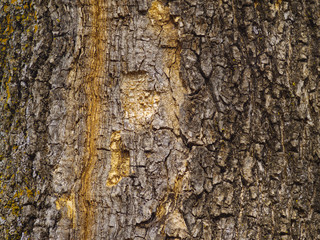 Background from a bark of an old tree