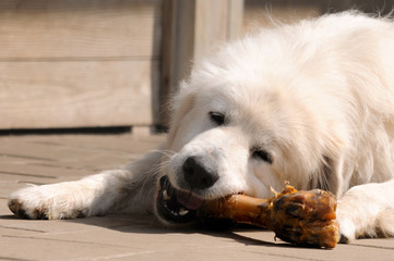 hund mit knochen