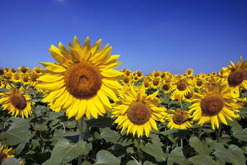 青空とヒマワリ畑