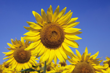 青空とヒマワリ畑