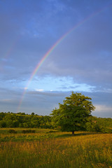 rainbow over tree in Auvergne landscape