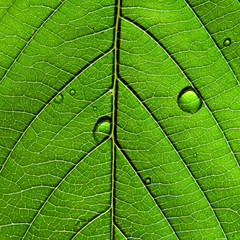 texture of the sheet tree