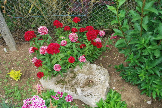 oeillet de po&egrave;te