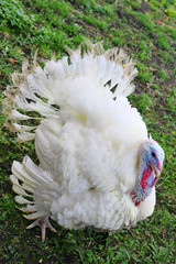 close-up one white male turkey on grass