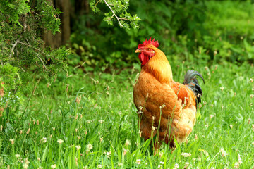 Rhode island red rooster