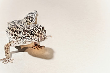 Gecko on White Background