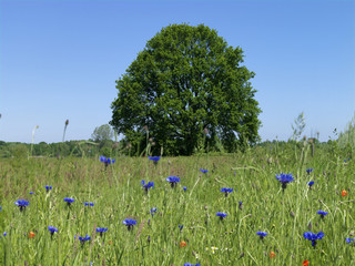 Baum, Eiche, Wiese, Kornfeld, Blumen