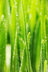 Fototapeta na wymiar Water drops on grass
