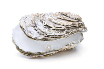 Perle in der Auster